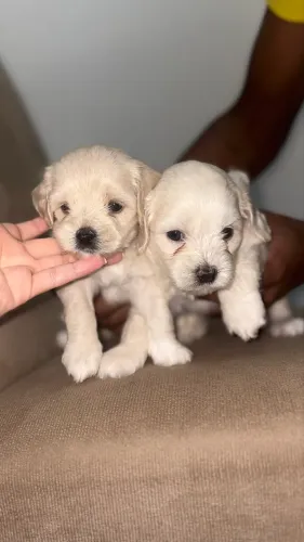 Vendo filhote de maltês com poodle
