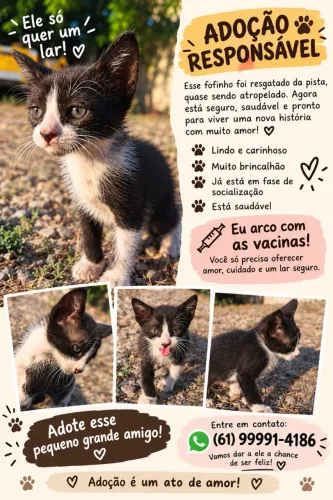 Adoção de Gatinho