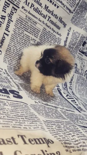 Filhote Lhasa apso 