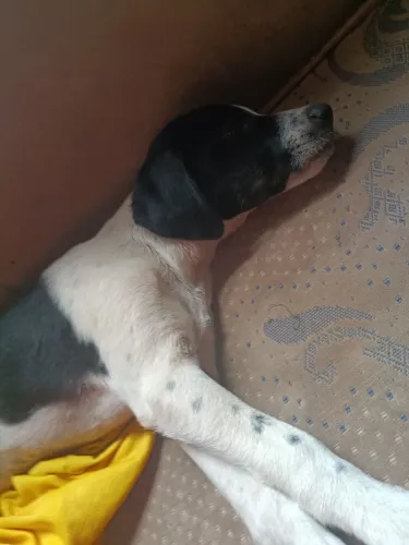 Estou doando um filhote de cachorrinho 