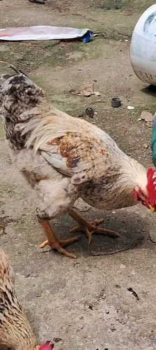 Galos para criação 