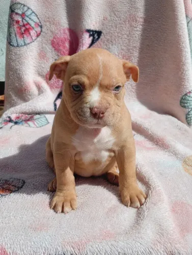 Filhotes de American bully