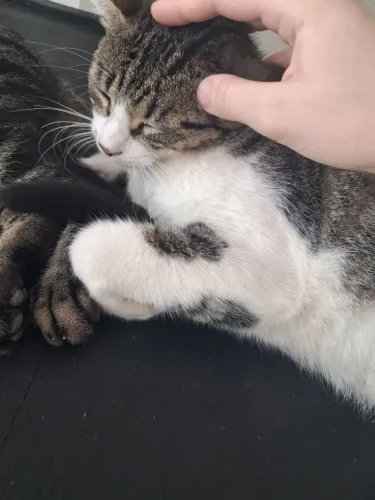 Gata para adoção