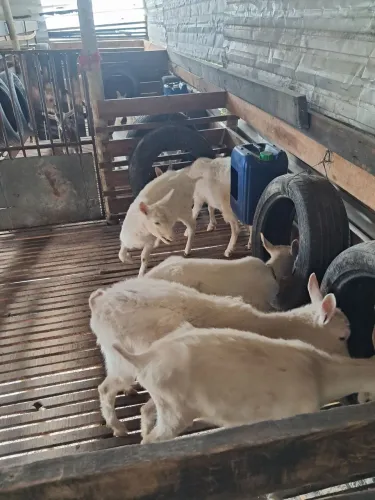 VENDE SE CABRITA RAÇA SAANEN 