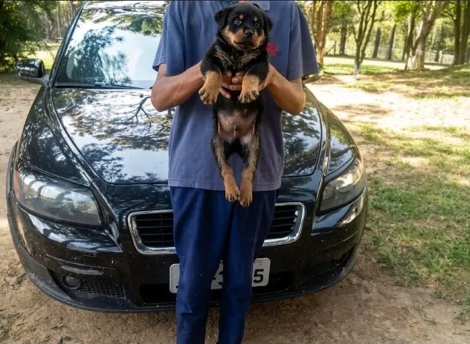 Rottweiler Filhotes porte Gigante vacinados já