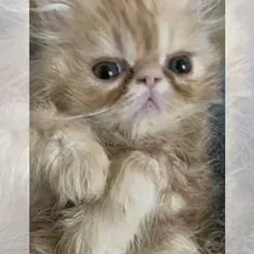 Gato Persa Padrão Europeu