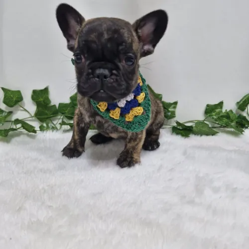 Buldogue Francês 