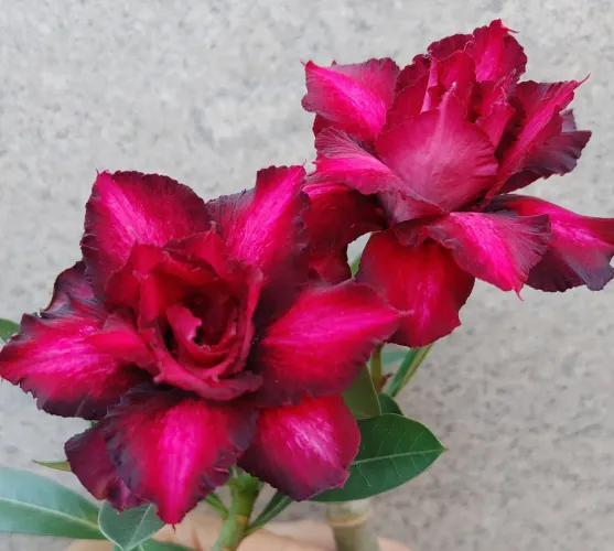 Rosa do deserto.