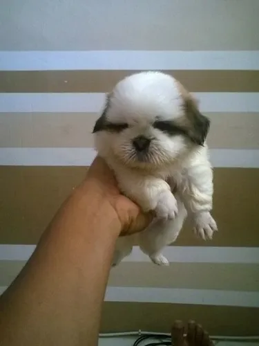 Os filhotes de shih tzu miniatura lindos aqui