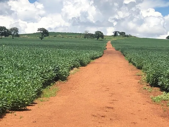 Fazenda de 73 Alqueires em Cidade Ocidental-Go