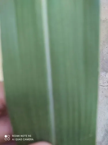 Mudas capim kurumi e capiaçu 