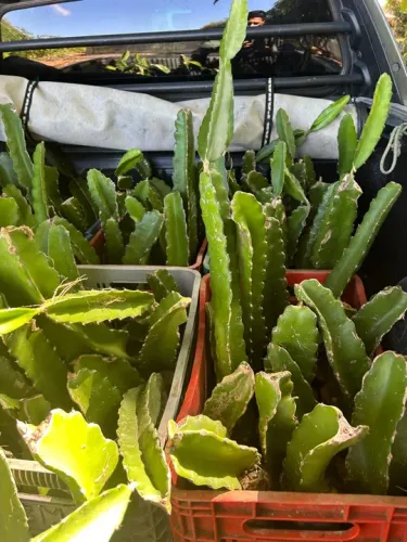Mudas de pitaya