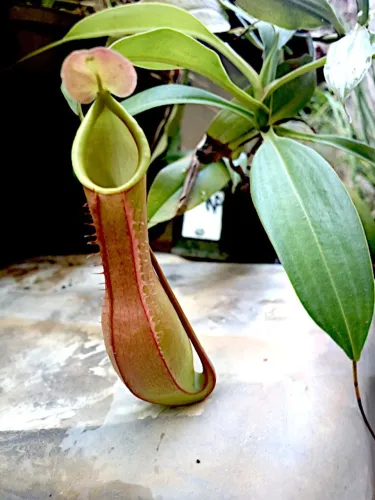 Nepentes Graciliflora: muda de planta carnívora 