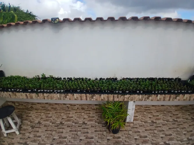 MUDAS ROSAS DO DESERTO R$3,00 OU 4 POR R$10,00