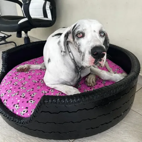 Cama para cachorro de pneu