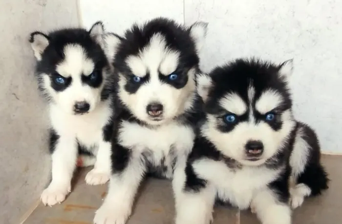 Husky Siberiano pronto para novos desafios - filhote de linhagem pura<br>