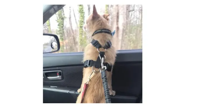 Cinto De Segurança Pet Carro Universal Cãe e gatos