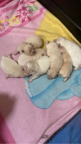 Spitiz alemão ? filhotes disponíveis 