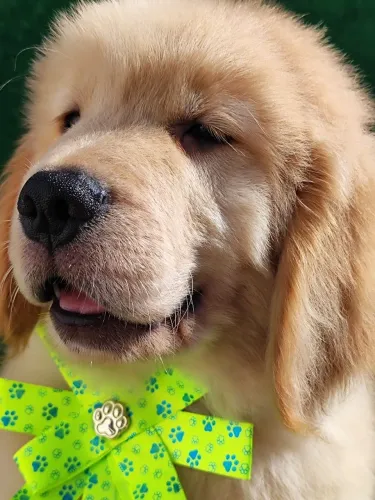 Bebês Golden Retriever liberados para reserva 