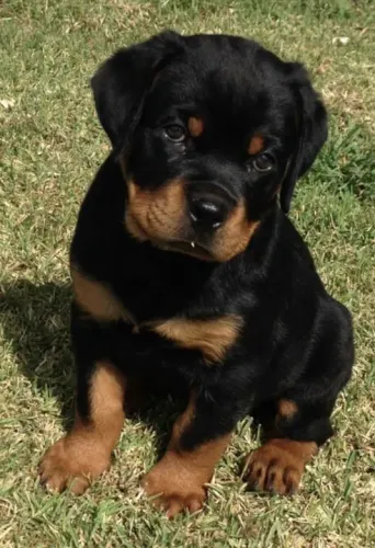 Filhotes  Rottweiler um olhar que diz tudo 