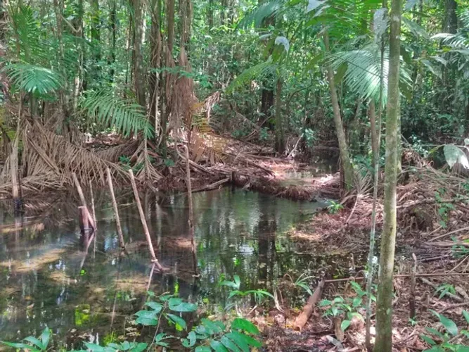 A.Moura Gestor Imobiliario Vende 1 terreno 60kms de Belém com 30ha em Bujarú, Para