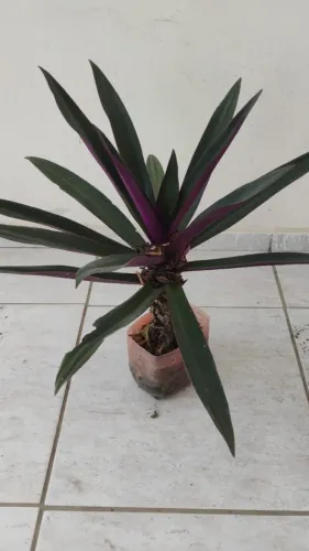 Abacaxi Roxo. Planta. Valor: 10,00 reais.  