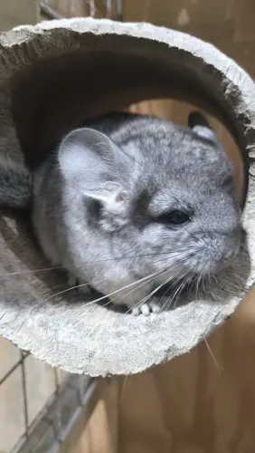 Viveiro troco por algo do meu interesse 