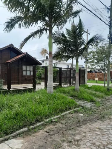 Vendo duas Palmeiras Imperial para jardim