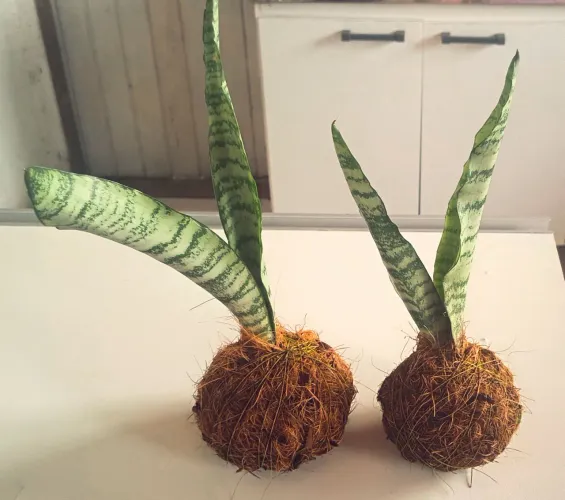 Kokedama espada de São Jorge 