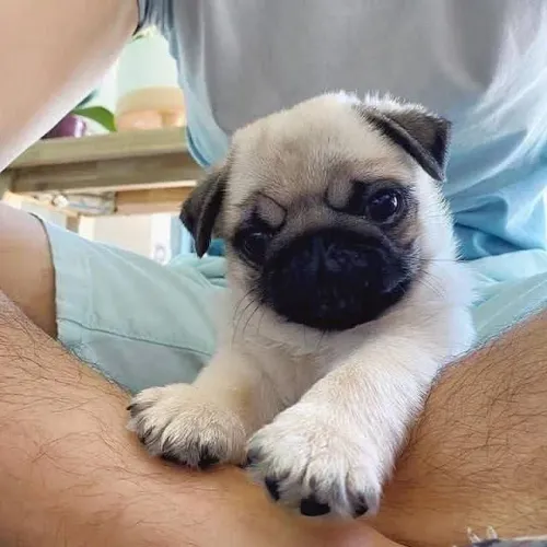 Filhotes de Pug | Felicidade garantida em cada olhar!