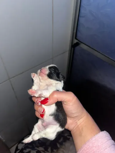 Filhote de shih tzu dócil fofinhos e não te deixa só