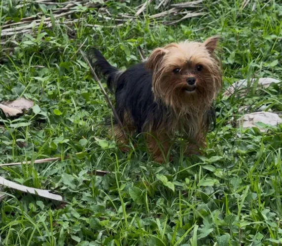 Yorkshire Terrier , macho 