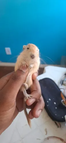 Gerbil( esquilo da magolia)