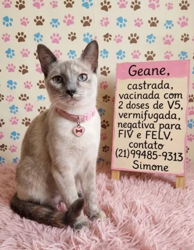 Gata CASTRADA, VACINADA com V5 duas doses e testada NEGATIVA para FIV e FELV