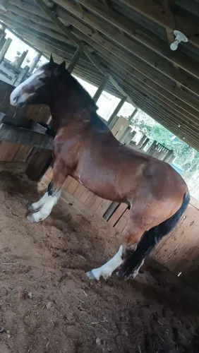 Vendo Cavalo Crioulo 