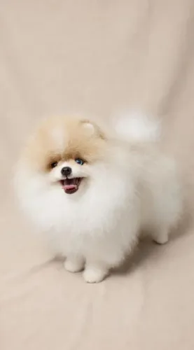 Spitz alemão (Lulu da Pomerânia)