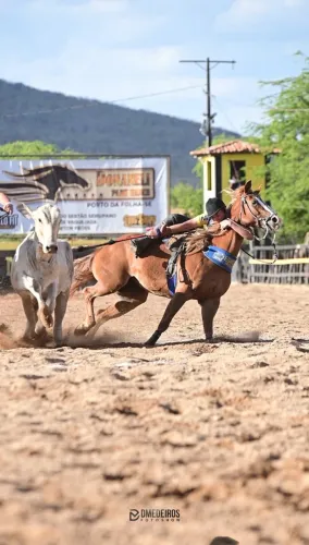 Cavalo