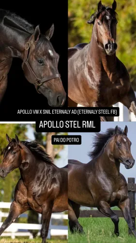 Cavalo potro quarto de milha PO APOLLO VM, DON PRÍNCIPE ROJO, DON DIEGO BARS 2 VEZES
