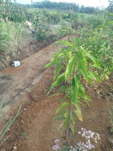TERRENO MAIS OU MENOS 500 MTS, VENDO OU TROCO POR CARRO OU MOTO