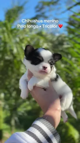 Chihuahua pelo longo filhotes