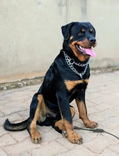 Filhotes de rottwailer