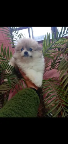 Lulu da Pomerânea Anão Fêmea Top!!!