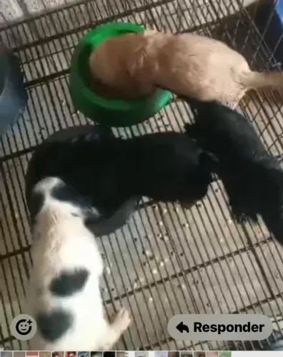 Cocker spaniel docil