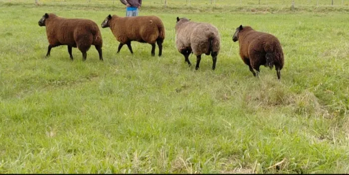 Carneiros texel preto puro aptos a reprodução carneiro de procedência puros