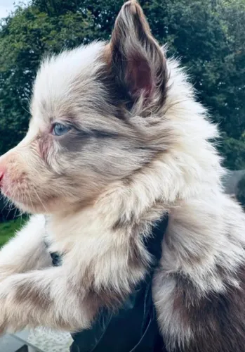 Border collie excelente linhagem