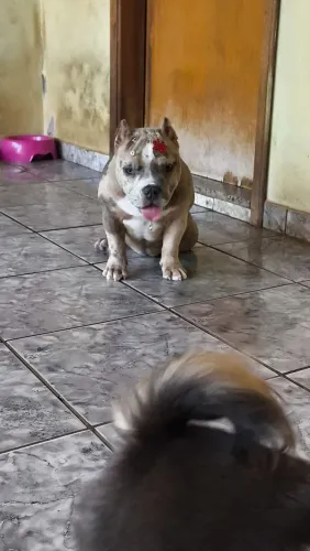 Vendo Bully