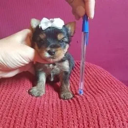 Miniatura de Yorkshire micro