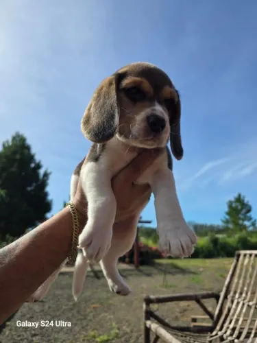 beagle maravilhoso BEM GRANDE