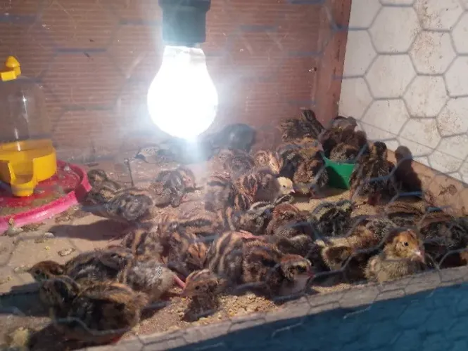 Filhote de Codornas