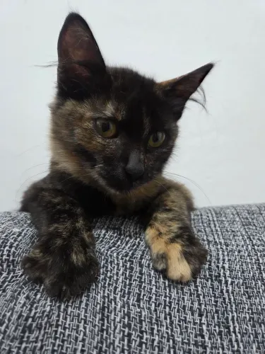 Gatinha gata peluda